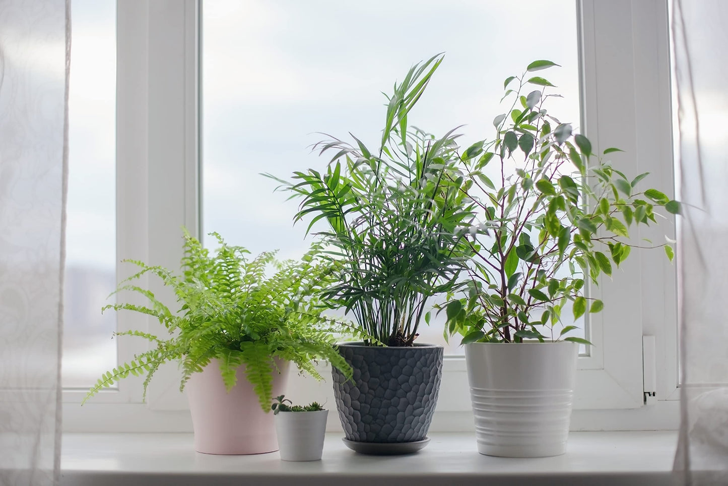 American Plant Exchange Parlor Palm - Live Indoor Houseplant, 10-Inch Pot, Pet-Friendly, Chamaedorea Elegans, Plastic, Green