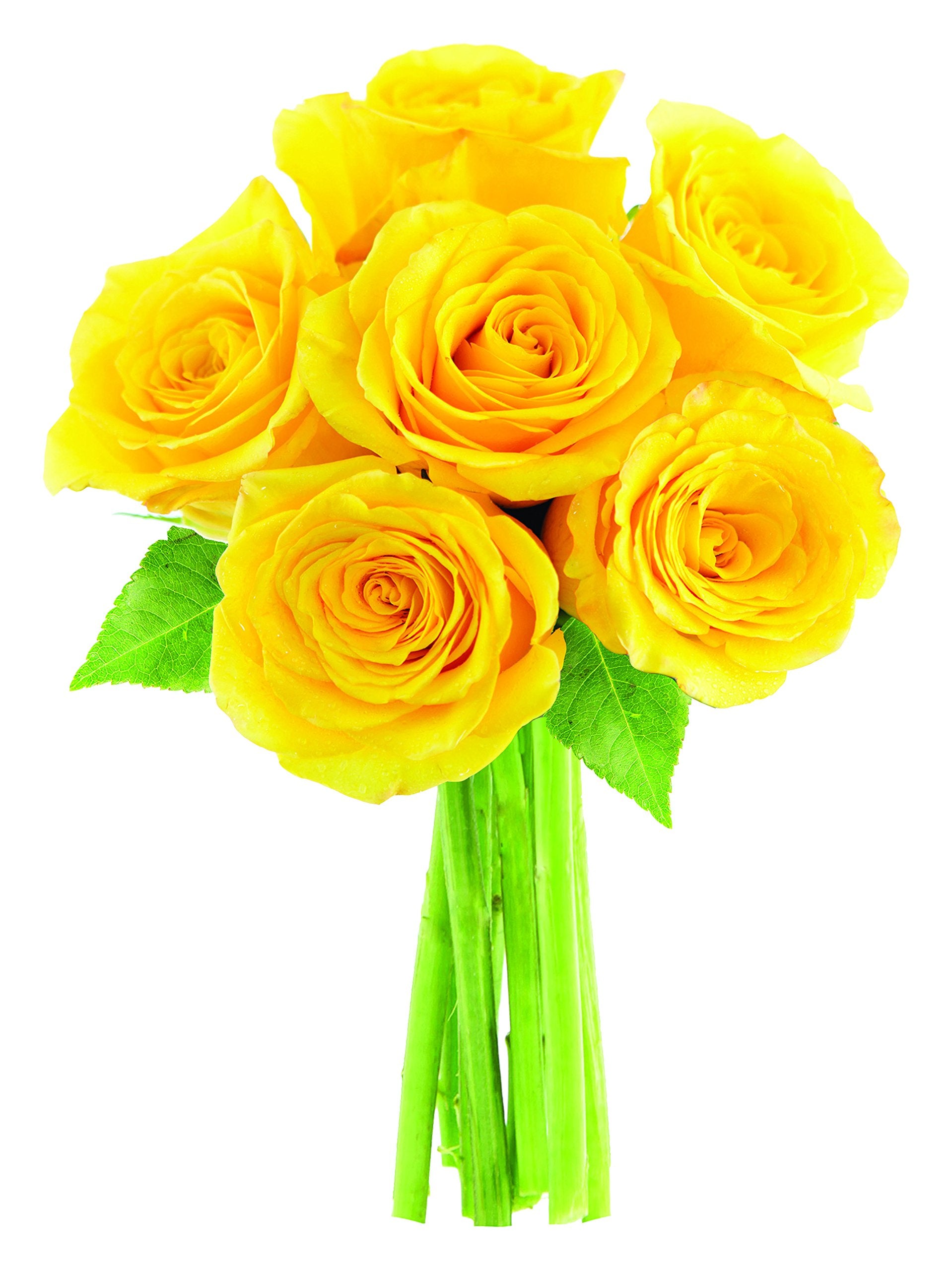 KaBloom Flowers - Valentine Collection - 6 Fresh Cut Yellow Roses without Vase - Gift for Birthday, Sympathy, Anniversary, Get Well, Thank You, Valentine, Mother’s Day