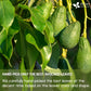 Natural Avocado Whole Leaves Dried, Tea Bags, 100% Pure from Avocado Leaves, Avocado Leaf Tea, Hojas de Aguacate Seca, No Additives, No Caffeine, Vegan