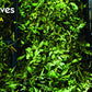 Rani Fresh Curry Leaves 2-3oz ~ All Natural | Vegan | Gluten Friendly | NON-GMO | Product of USA