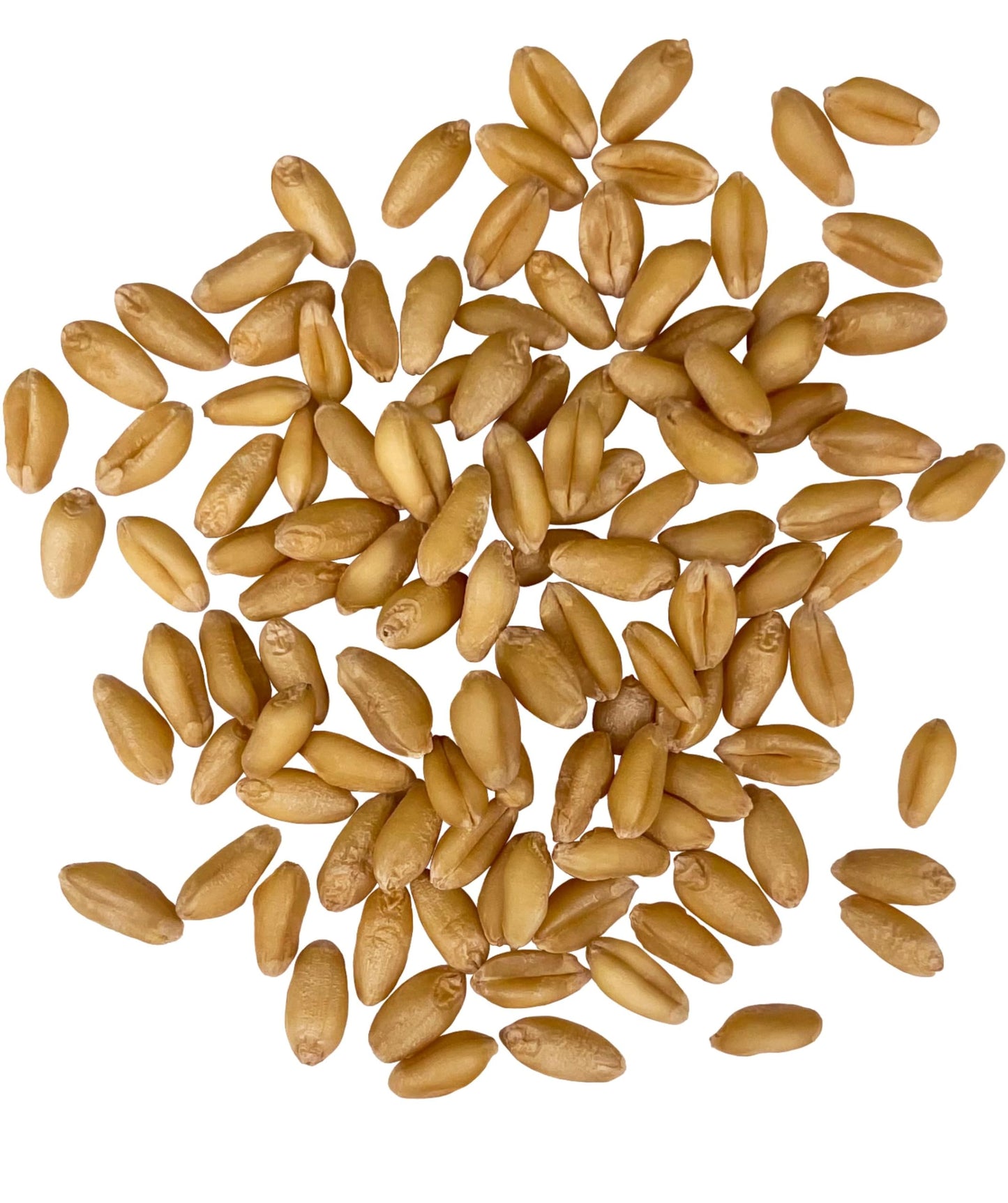 Palouse Brand Certified Glyphosate Residue Free | Soft White Wheat Berries | 36 LBS | Family Farmed in Washington State | Sprout