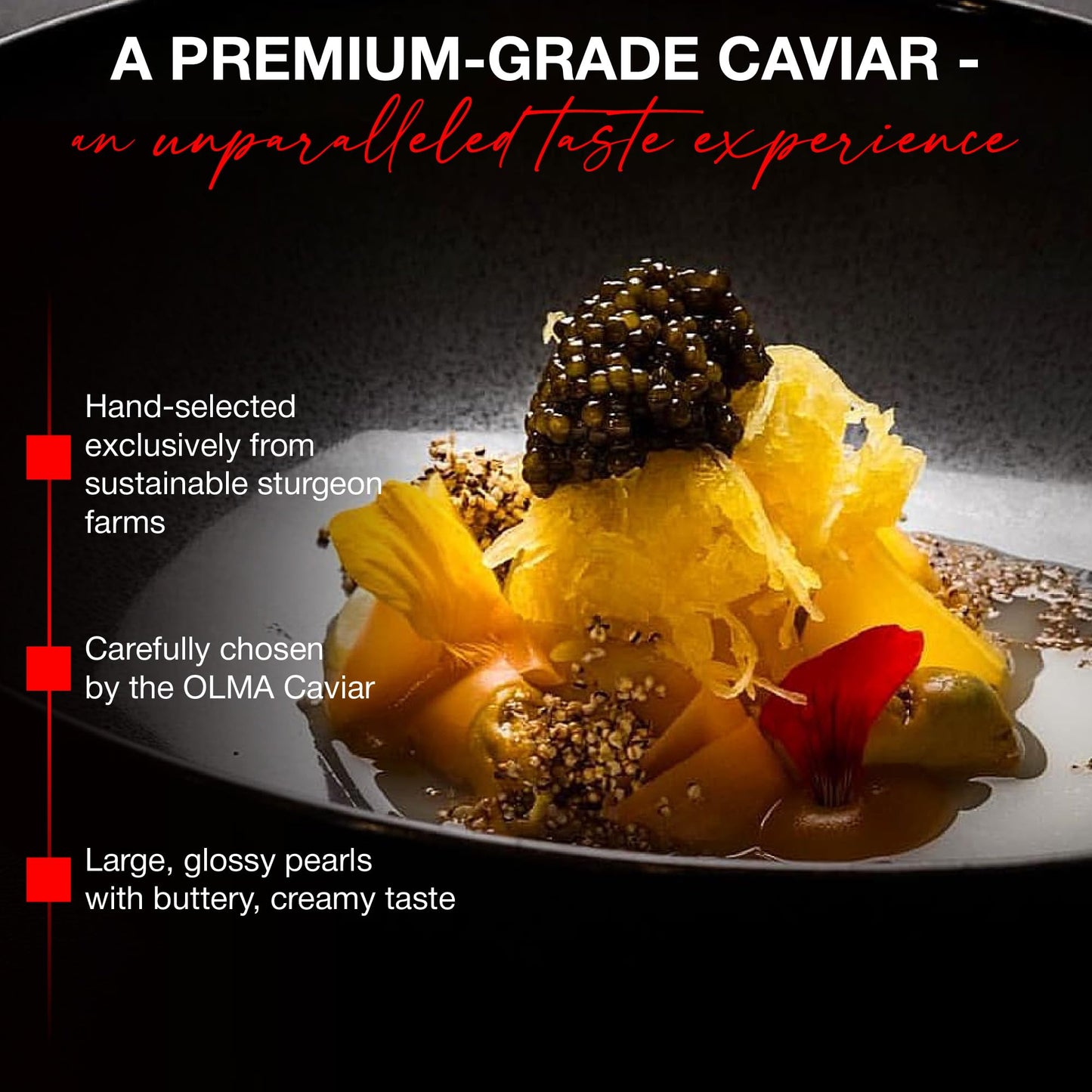 Overnight Shipping- Olma Kaluga Sturgeon Black Caviar - Large Pearly Grains, Smooth Flavor, Superior Grade - 4.4 Oz / 125 G