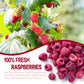 Freeze Dried Raspberries, Freeze Dried Fruit, 110G/3.88Oz Whole Frozen Raspberries, No Sugar Added, Healt-Hy Snacks For Cocktail