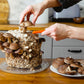 Shiitake Mushroom Grow Kit (5.5lbs) Grow Your Own Mushrooms at Home | Easy Indoor Grow Bag Kit