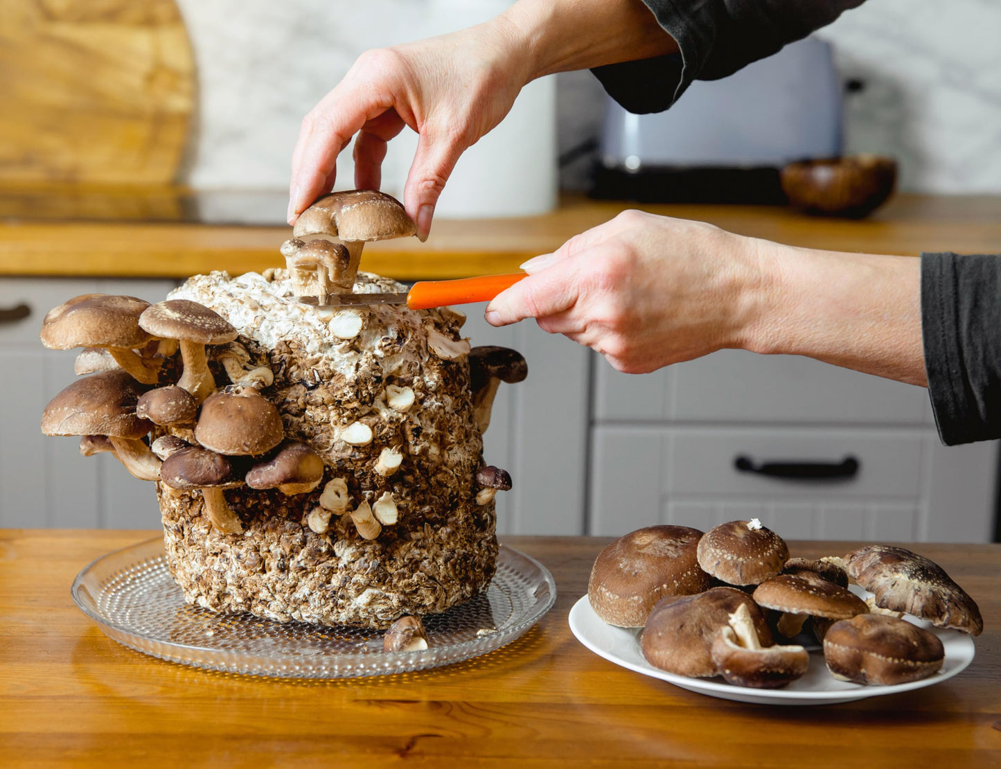 Shiitake Mushroom Grow Kit (5.5lbs) Grow Your Own Mushrooms at Home | Easy Indoor Grow Bag Kit