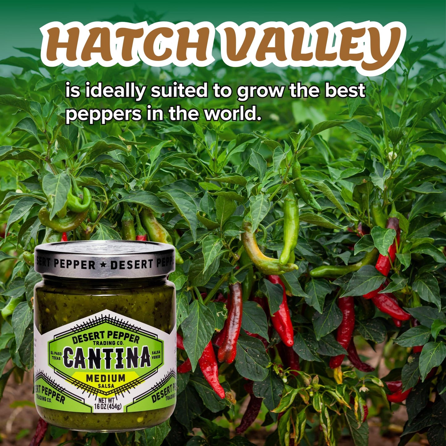 Desert Pepper Trading Company Cantina Salsa, Medium Green, With Green Chiles, Jalapenos, Cilantro, Garlic 16-Ounce (1-Pack)