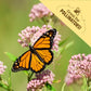 Seed Packet - Chives 'Garlic' 140Mg
