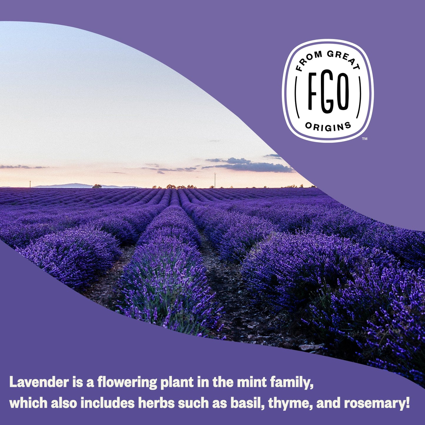 FGO Organic Dried Lavender Flowers, From France, 16oz, Packaging May Vary (Pack of 1)