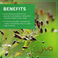 Jiva Organics Fennel Seeds - Non-GMO, Vegan, Resealable Bag - 7 Oz - Product of India