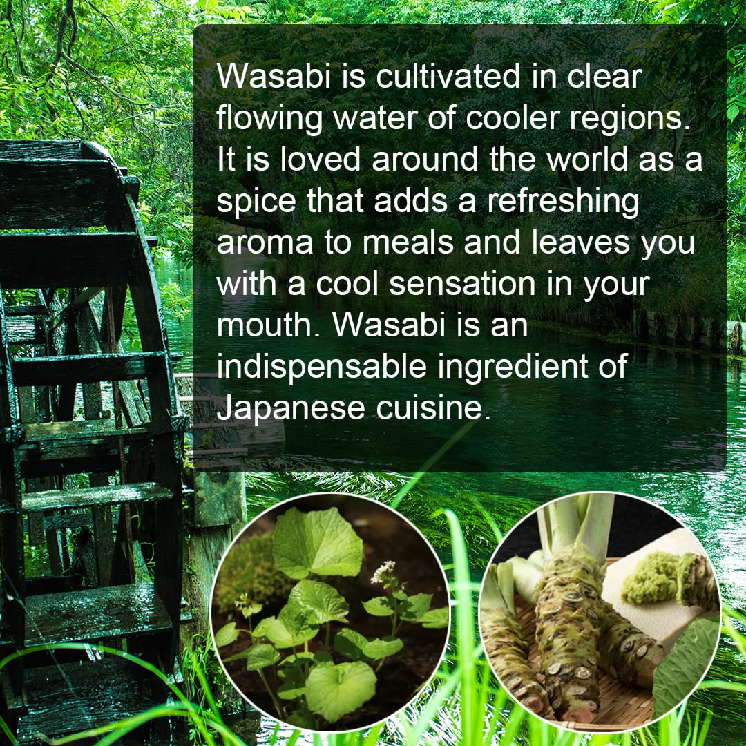 TIKUSAN Japanese Wooden Wasabi Grater (Wasabi Oroshi) for Wasabi, Ginger and Garlic with Bamboo Brush Made in Japan