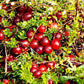 Food to Live Organic Dried Cranberries, 10 Pounds - Non-GMO, Kosher, Unsulfured, Bulk
