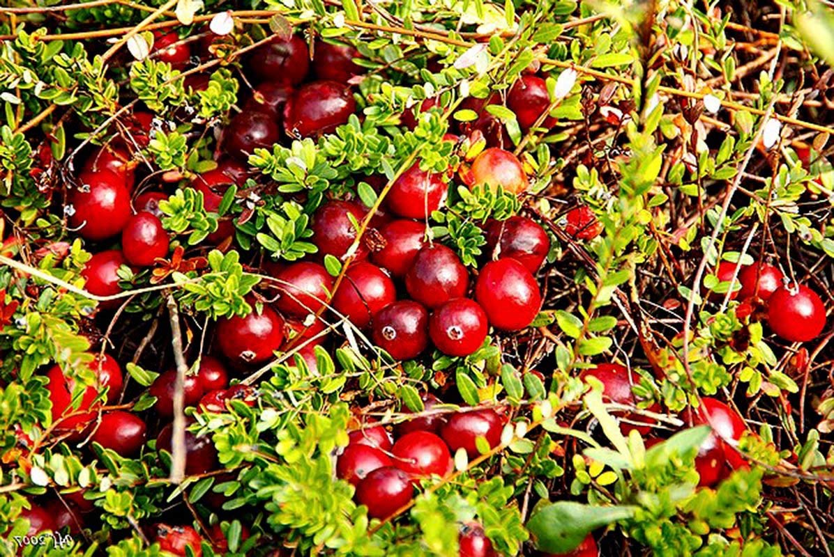 Food to Live Organic Dried Cranberries, 10 Pounds - Non-GMO, Kosher, Unsulfured, Bulk