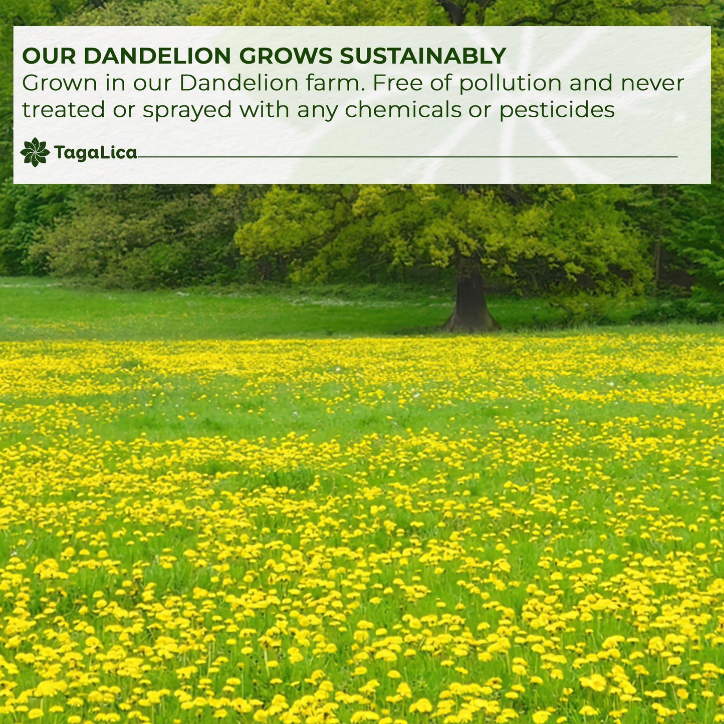 Tagalica Premium Dandelion Root Tea Bags, 100% Natural & Pure, 55 Count, Eco-Conscious, Herbal, Vegan, No Sugar, No Caffeine, No Gluten
