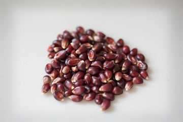 Amish Country Popcorn | 1 Lbs Bag | Red Popcorn Kernels | Old Fashioned, Non-Gmo And Gluten Free (Red - 1 Lbs Bag)
