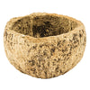 Vickerman Half Bleached Mayan Coconut 3 Wide, Real Preserved Coconut Decor for Home or Everyday Arrangements, 10 Pieces Per Pack