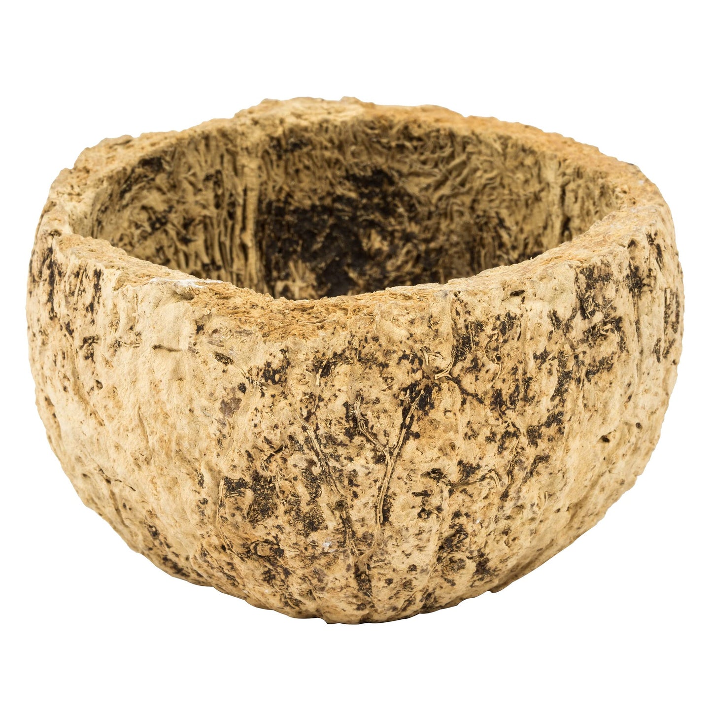 Vickerman Half Bleached Mayan Coconut 3 Wide, Real Preserved Coconut Decor for Home or Everyday Arrangements, 10 Pieces Per Pack
