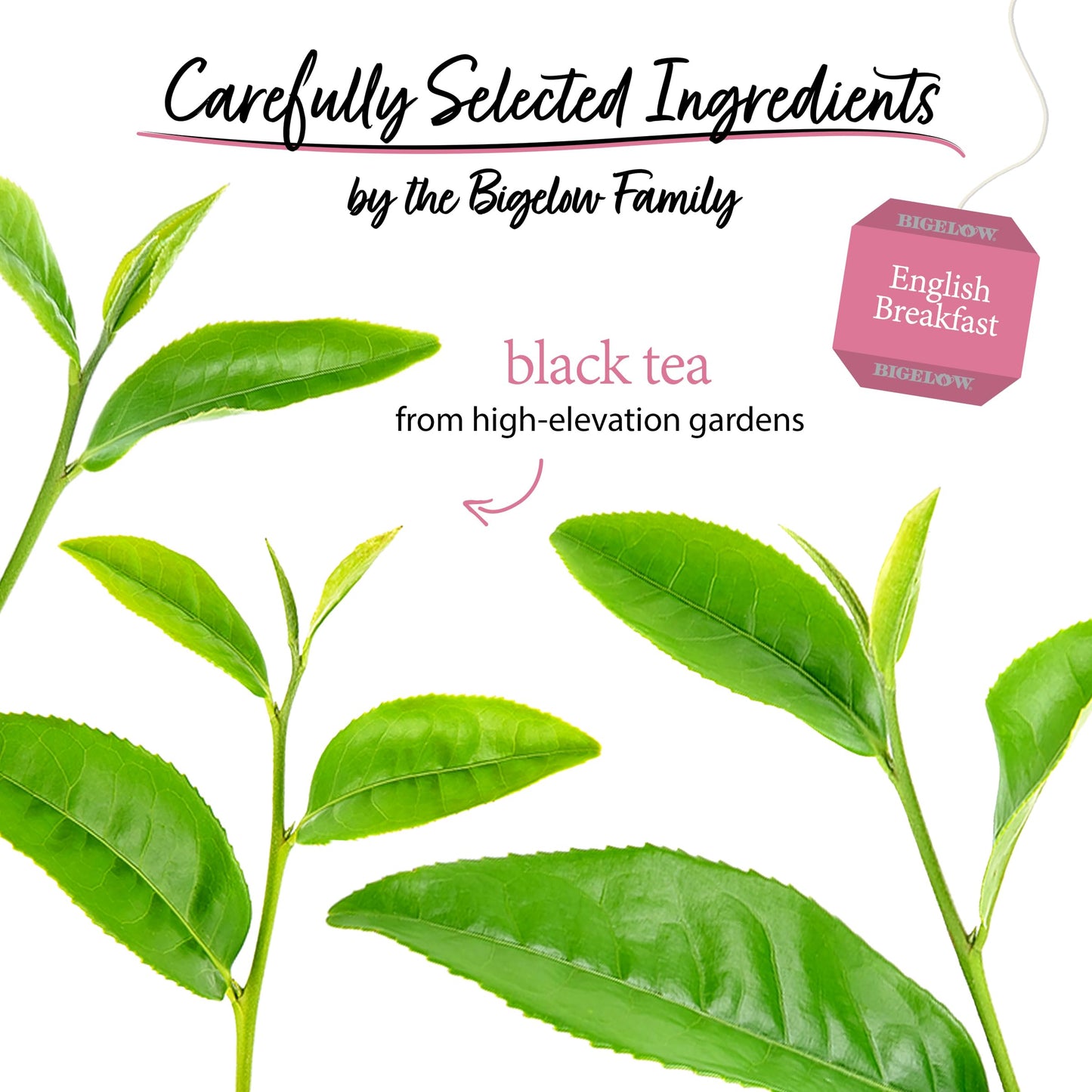 Bigelow Tea English Breakfast Black Tea, 20 Count, Pack of 6, Caffeinated, Model 072310001442
