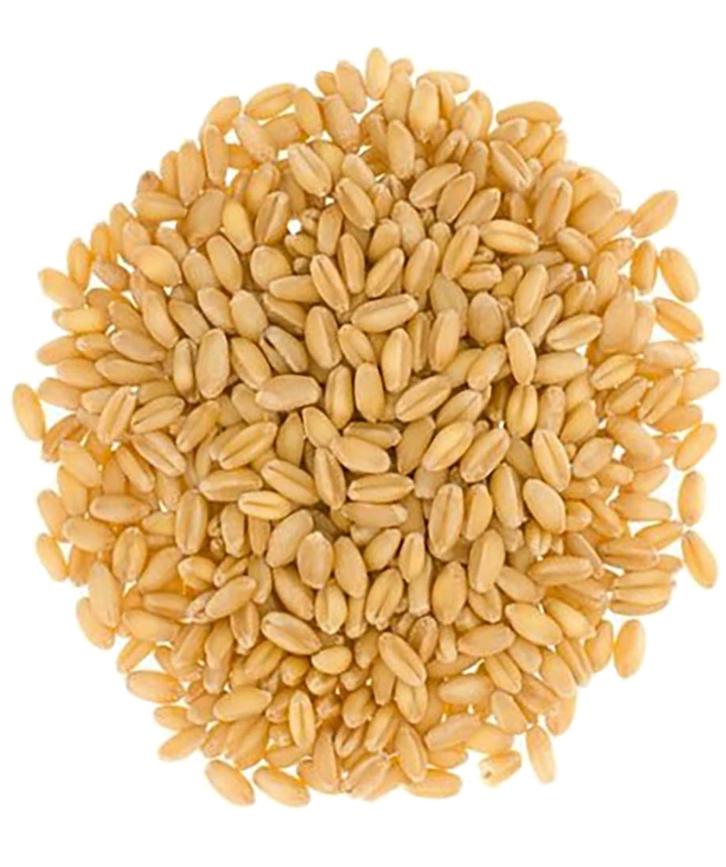 Hard White Wheat Berries | 3 Lbs | Cotton Drawstring Bag | Non-Gmo Project Verified | Kosher | Family Farmed