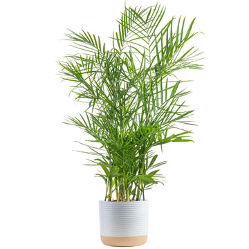 Costa Farms Bamboo Palm Live Plant in Decorative Pot, Air Purifying Large Indoor Houseplant, Perfect for Home, Room, or Office D