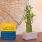 Costa Farms Lucky Bamboo Plant, Easy To Grow Live Houseplant In Indoor Bamboo Pot, Potting Mix, Growers Choice, Birthday Gift, Home, Office, Plant Shelf Zen Room Decor, 12-Inches Tall