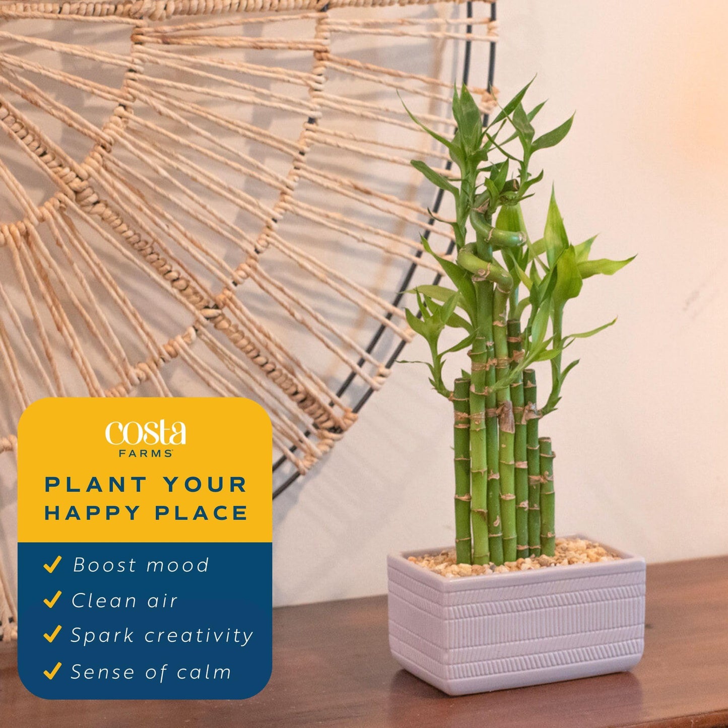 Costa Farms Lucky Bamboo Plant, Easy To Grow Live Houseplant In Indoor Bamboo Pot, Potting Mix, Growers Choice, Birthday Gift, Home, Office, Plant Shelf Zen Room Decor, 12-Inches Tall