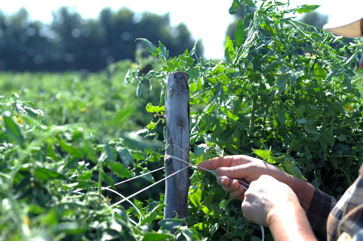 6 Pack, La San Marzano, Italian Whole Peeled Tomatoes In Puree With Basil, Non- Dop, Packed In San Marzano, Product Of Italy, 6