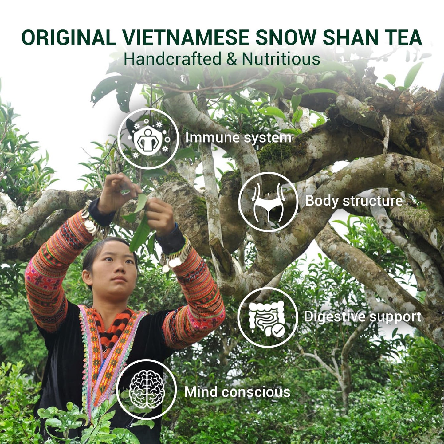 BACH TRA Snowshan White Tea – Shan Tuyet Tea Leaf, 3.53 Oz – Vacuum-Sealed, Naturally Smooth & Aromatic, No Sugar Added