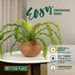 Better-Gro 17    Hanging Kokodama With Birds Nest Fern - Biodegradable, Natural Planter For Indoor/Outdoor Spaces, Sustainable H