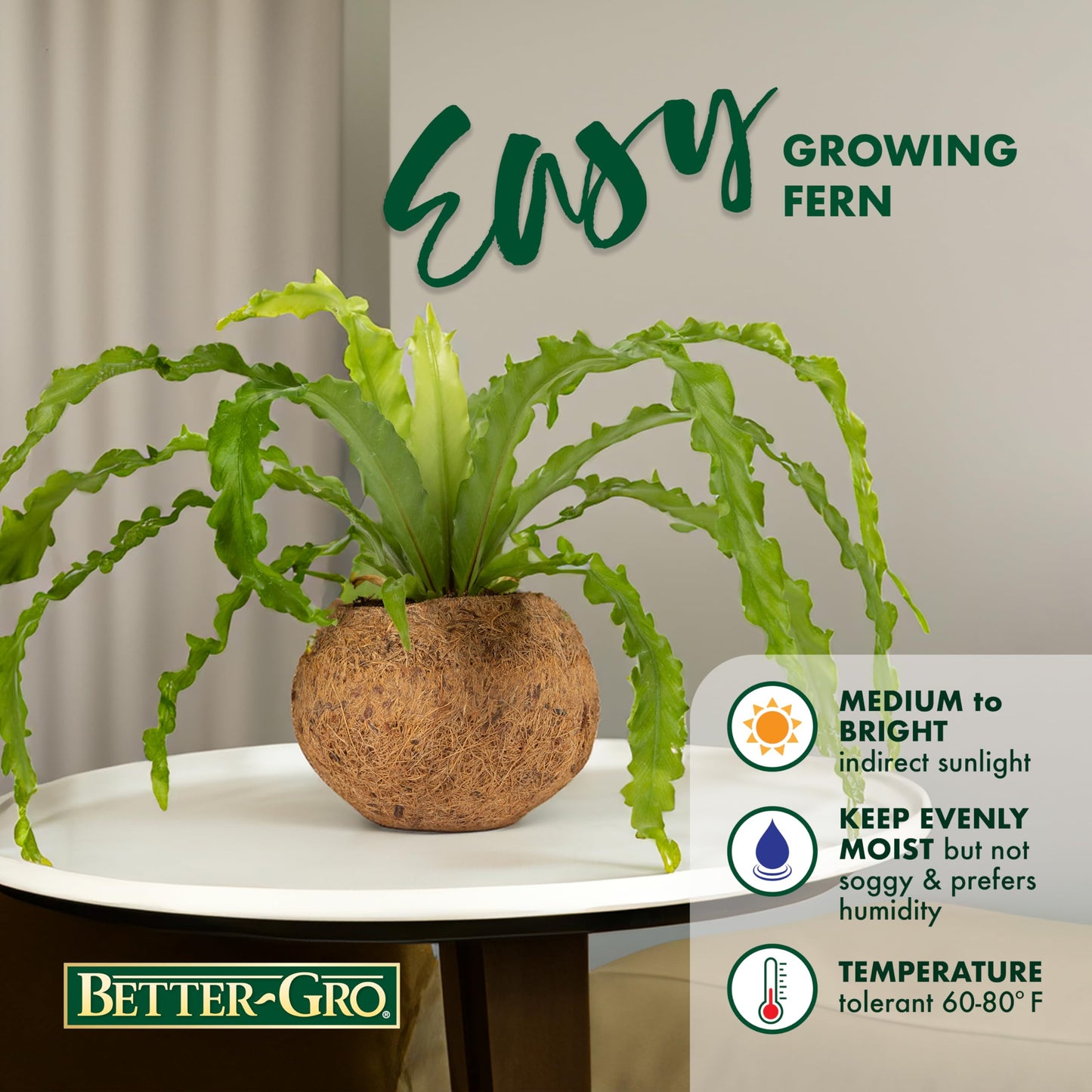 Better-Gro 17    Hanging Kokodama With Birds Nest Fern - Biodegradable, Natural Planter For Indoor/Outdoor Spaces, Sustainable H