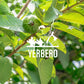 YERBERO Dried Guava Leaf Tea - Whole Loose Leaves, 8oz (226g), Non-GMO, Caffeine Free, Wildcrafted, 60-70 Cups