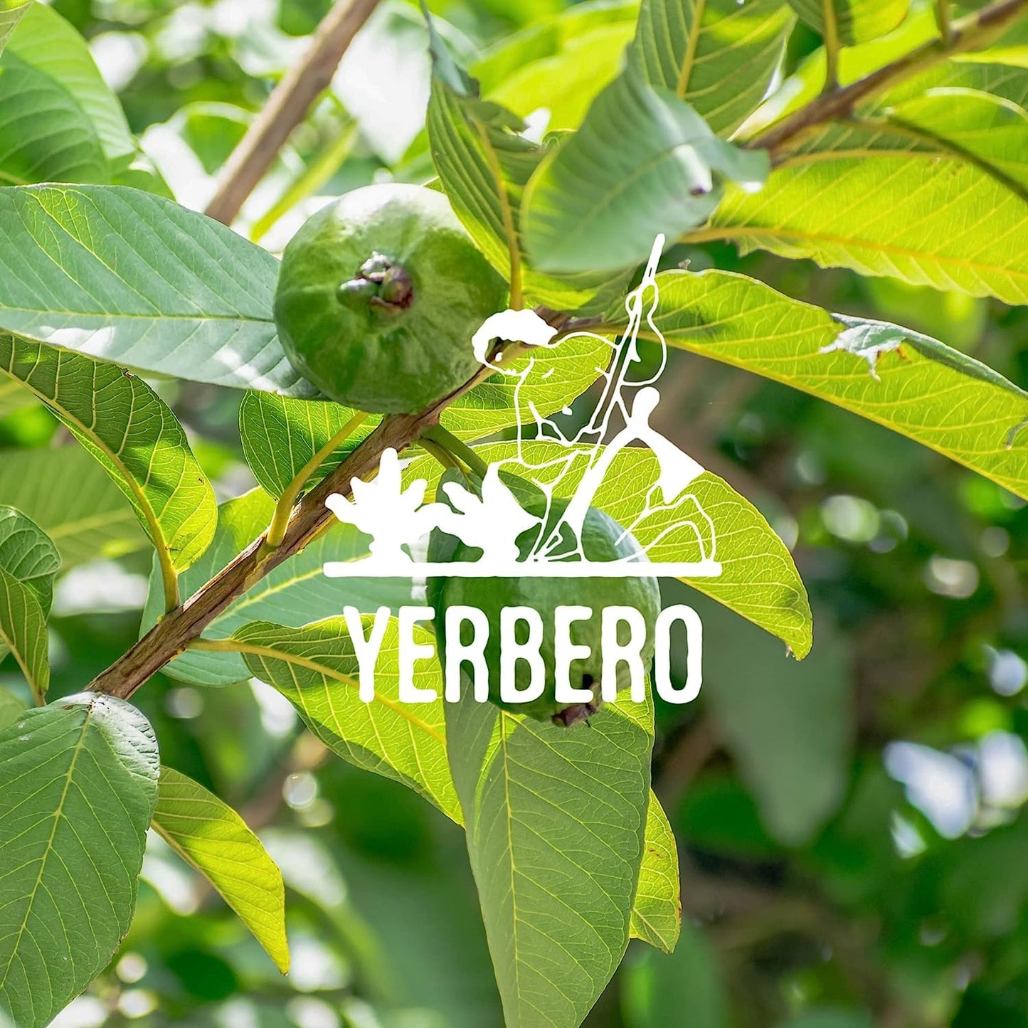 YERBERO Dried Guava Leaf Tea - Whole Loose Leaves, 8oz (226g), Non-GMO, Caffeine Free, Wildcrafted, 60-70 Cups