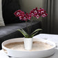 Green Circle Growers 2.5 Purple Mini Orchid in White Ceramic Pot, Live Indoor Plants, House Plant