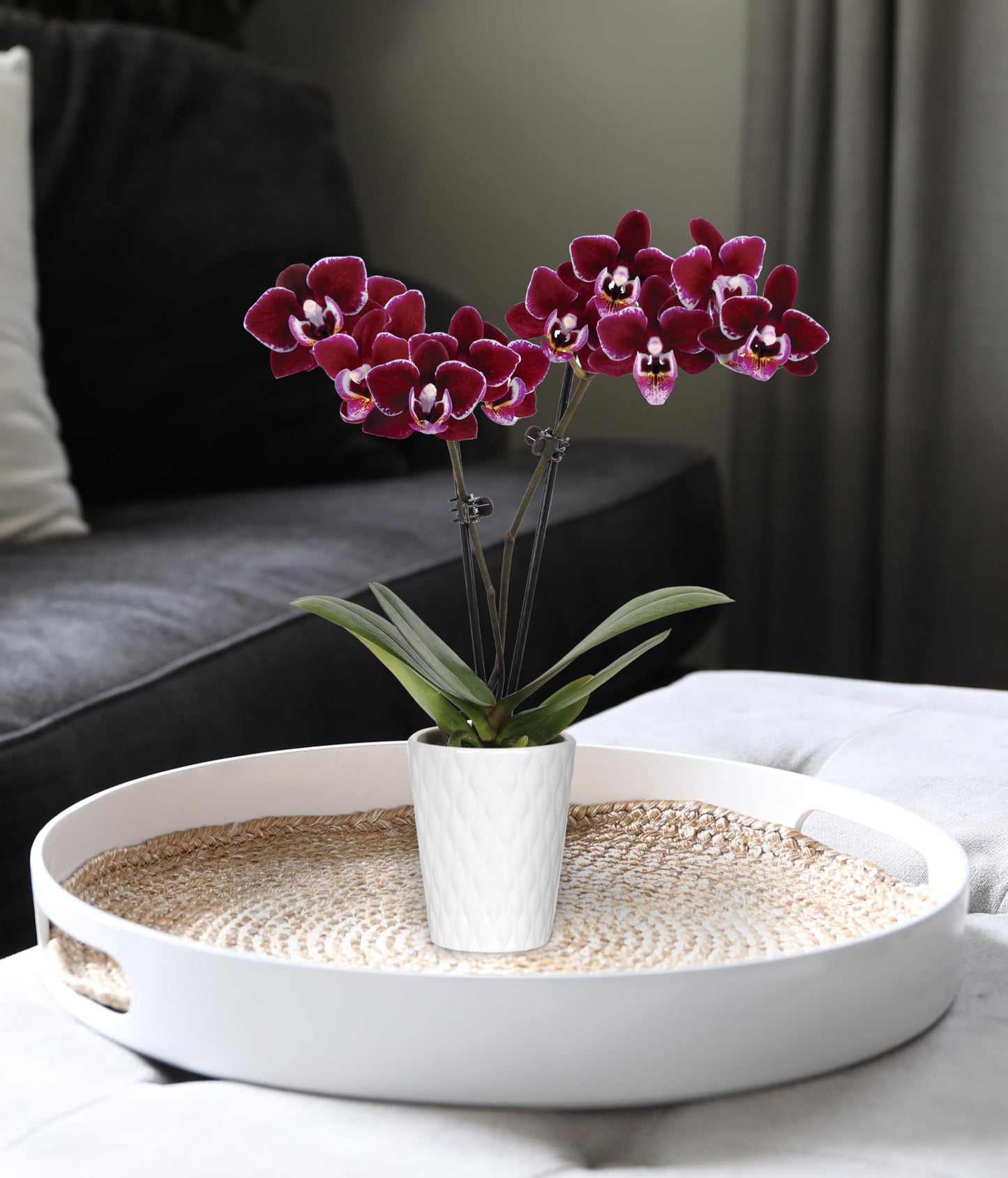 Green Circle Growers 2.5 Purple Mini Orchid in White Ceramic Pot, Live Indoor Plants, House Plant