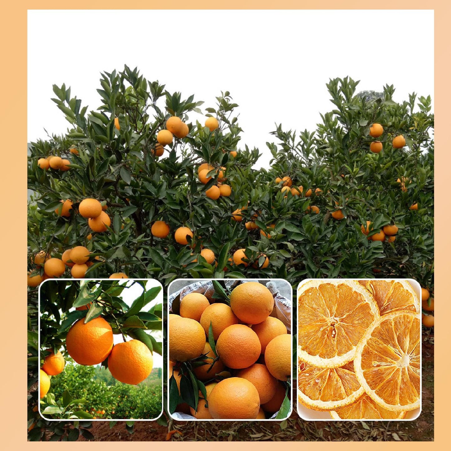 Txdynllk Dried Orange Slices 17.6Oz(500G) Dehydrated Oranges For Vibrant Cocktails, Festive Christmas Decor, Aromatic Candles, C