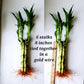 Lucky Bamboo 6 Plants 8 Inches Each, Free Butterfly Stake, Gift, Feng Shui, Indoor Plant, Bring Good Luck To Your Home, Perennia