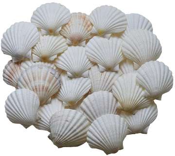 Scallop Shells for Cooking, Baking or Crafts, 2 inch to 5 inch, Natural Seashell (4 inch - 5 inch, 25)
