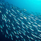 Season Brisling Sardines In Water - No Salt Added, Wild Caught, 13G Of Protein, Keto Snacks, More Omega 3'S Than Tuna, Kosher, H