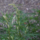Naturegrail Mugwort Tea - Dried Artemisia Vulgaris Herb - 1.23 oz - Mugwort Herb