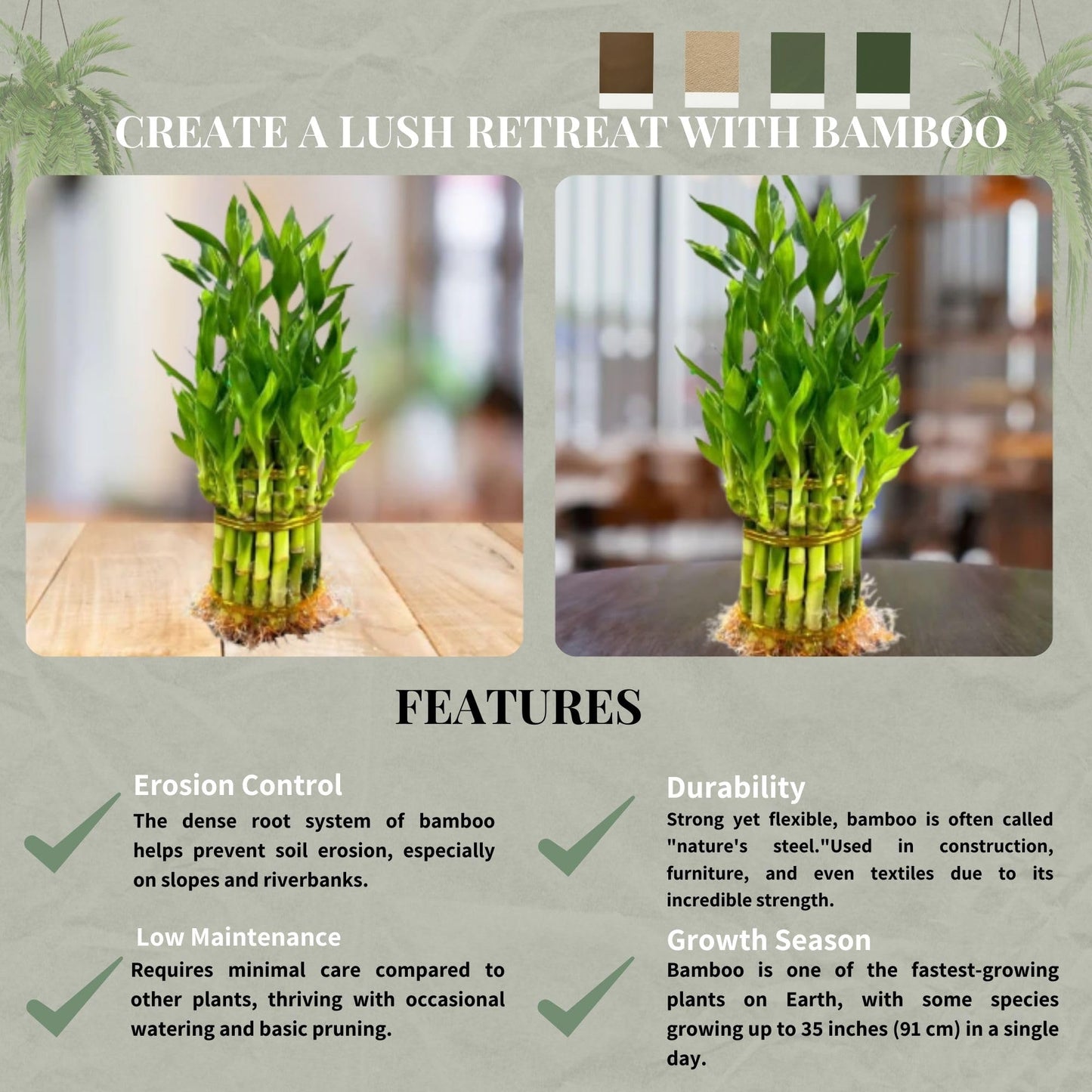 Live Two Tier Lucky Bamboo Plant - Bundle of 15 Stalks - Easy to Grow, Air Purifying, Live Indoor Houseplants Flowers for Home O