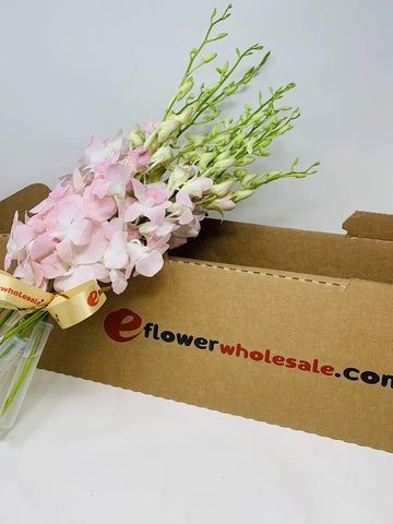 Prime Mother'S Day Orchid Delivery Eflowerwholesale Peachy Dendrobium Orchids For Valentine'S Day