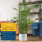 Costa Farms Bamboo Palm Live Plant in Decorative Pot, Air Purifying Large Indoor Houseplant, Perfect for Home, Room, or Office D