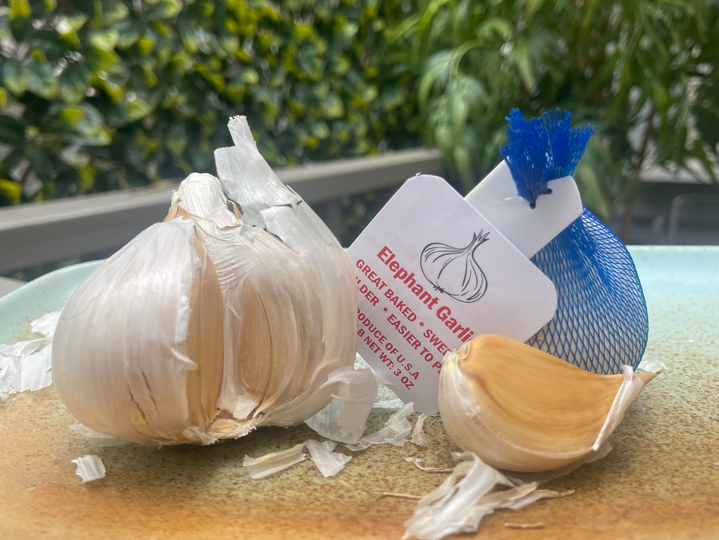 Elephant Garlic 2 Huge Bulbs! Great For Fall Planting! Non Gmo Milder Tasting Garlic