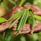 Bakto Flavors Vanilla Beans - 10 Vanilla Beans from Tanzania, 18.2 cm x 4 cm, Pecan Color