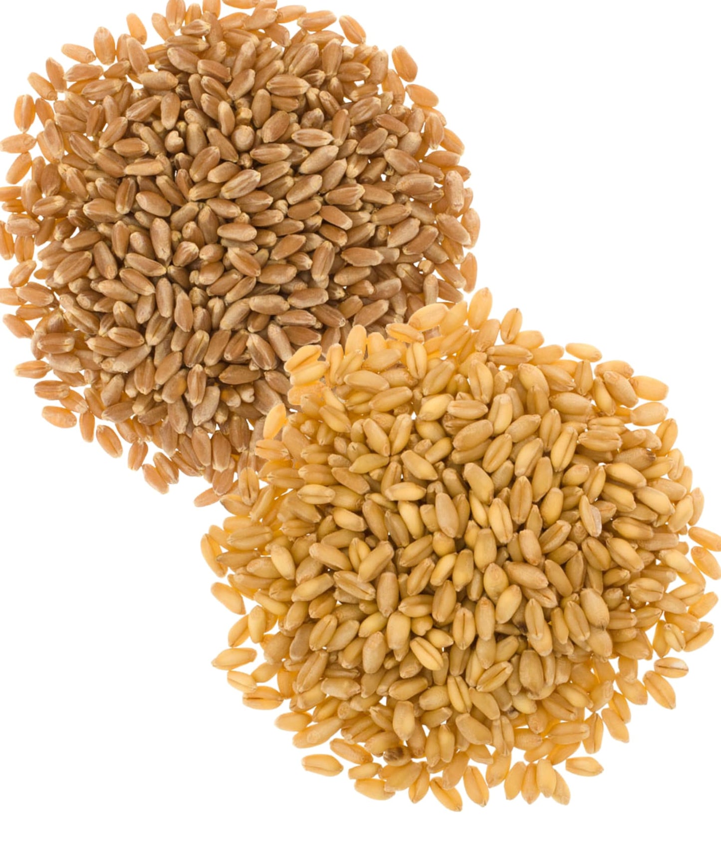 Wheat Berries | Hard Red Spring And Soft White Wheat Pack | 2-5 Lb Burlap Bags (10 Lbs Total) | Washington Family Farmed | Non-G