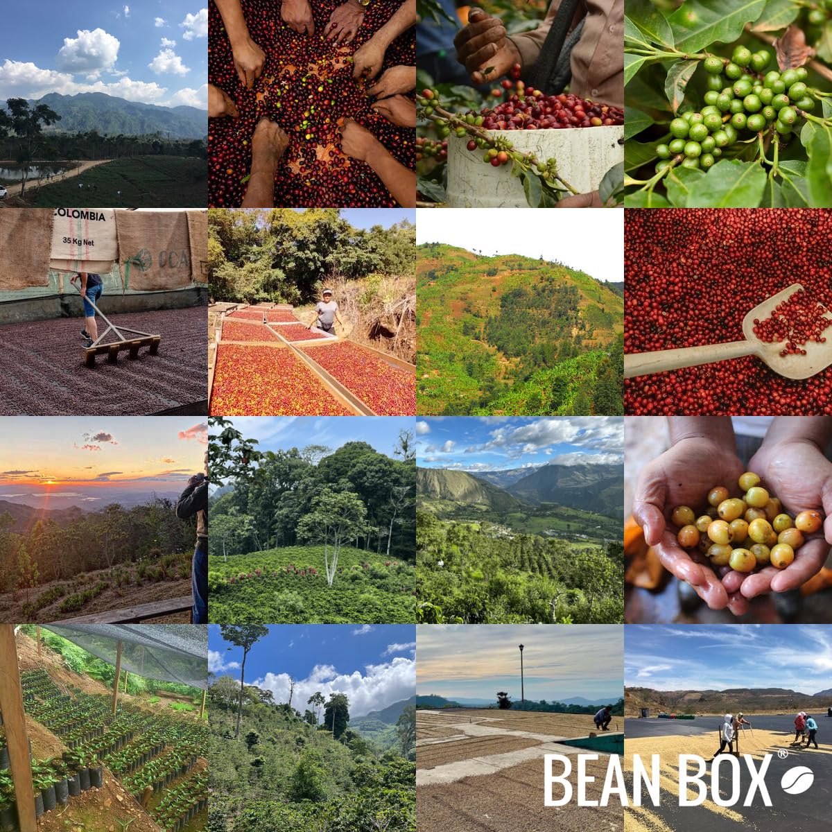 Bean Box Whole Bean Coffee - Heavy Feels French Roast - 12 Ounce Bag