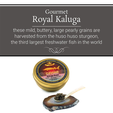 Overnight Shipping- Olma Kaluga Sturgeon Black Caviar - Large Pearly Grains, Smooth Flavor, Superior Grade - 8.8 Oz / 250 G