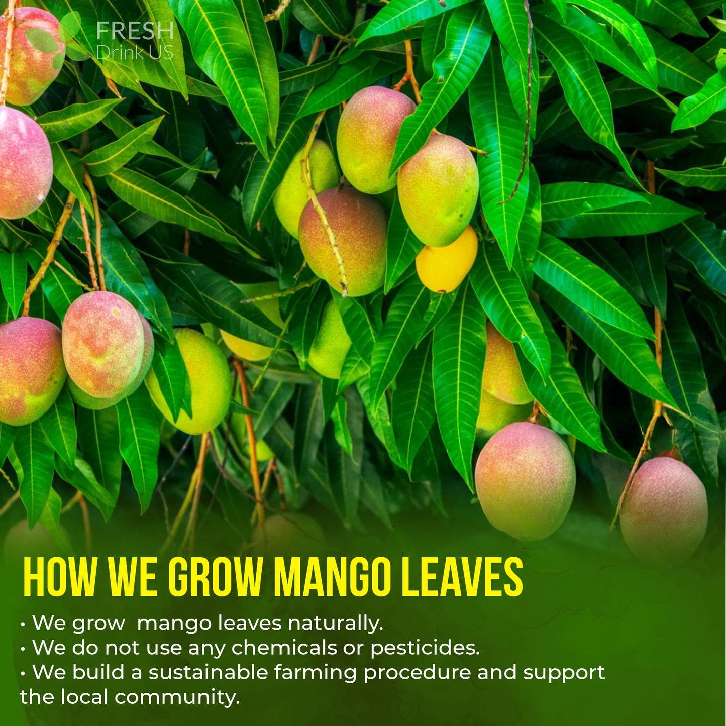 Freshdrinkus, Enhanced 100 Mango Leaf Tea Bags, 100% Natural & Pure From Mango Leaves. Loose Leaf Herbal Tea. No Sugar, No Caffeine, No Gluten, Vegan.