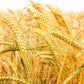 Food to Live Barley Flour, 2 Pounds - Fine Powder, Kosher, Vegan, Bulk. Rich in Fiber. Wheat Flour Alternative. Great for Baking