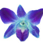 KaBloom Exotic Sapphire Orchid Bouquet - Blue - 10 - Model KaB-AZ-1147-NV - Perfect for Mothers Day, Birthdays, Sympathy, and Thank You Gifts