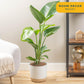 Costa Farms White Bird of Paradise Plant (2-Pack), Live Indoor Plants Houseplants in Indoors Planter Pots, Soil, Housewarming Gi